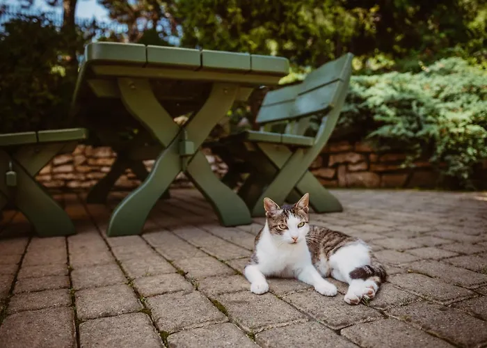 Srebrna Gora אורחן